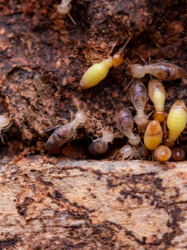 Termites eat wooden planks. Damage of a wooden house from termites